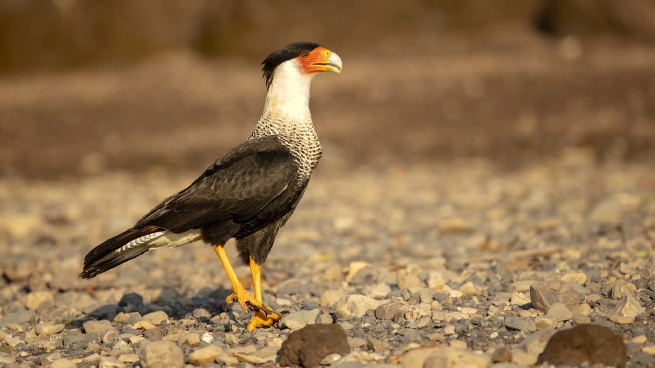 18 Birds Known for Their Black Heads - crested caracara bird dp256350656