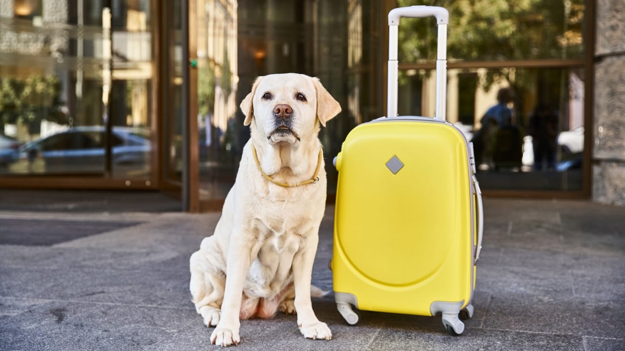 50 of the Best Dog-Friendly Hotels in the U.S. - dog hotel yellow lab ss2429253965