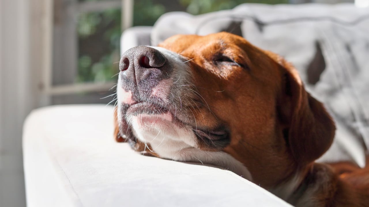 12 Short-Haired Dog Breeds That Fit Perfectly into a Low-Maintenance Routine - dog resting sleeping ss2283860051