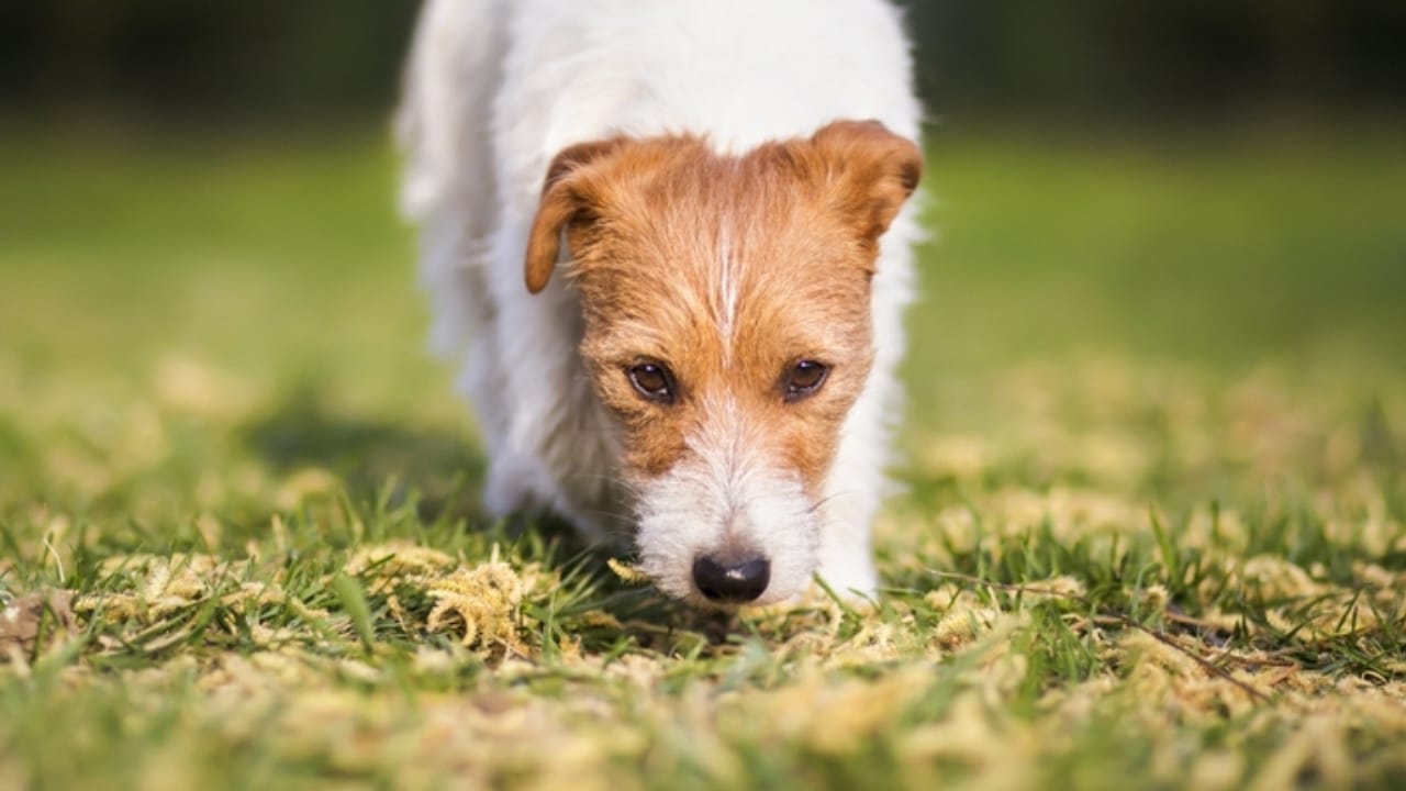 15 Reasons Why Dog Poop is a Serious Health Hazard - dog sniffing on the grass ss2459759771