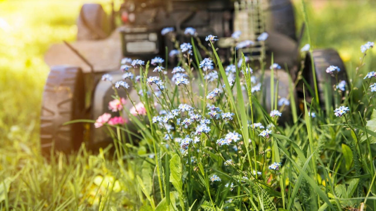 Wisconsin City Introduced 'No-Mow May,' Now Rethinks Approach Due to Issues - flowers for pollinators not mowing ss1746236387