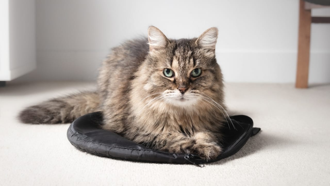 Why Cats Rule: 24 Reasons They're Better Than Dogs - fluffy cat ss2217605649