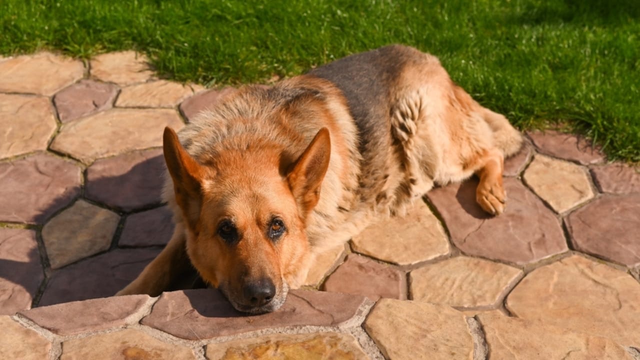 10 Rare German Shepherd Colors You Never Knew Existed - german shepherd dog ss2451959505