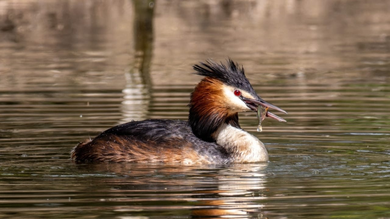18 Birds Known for Their Black Heads - grebes bird ss2442060785