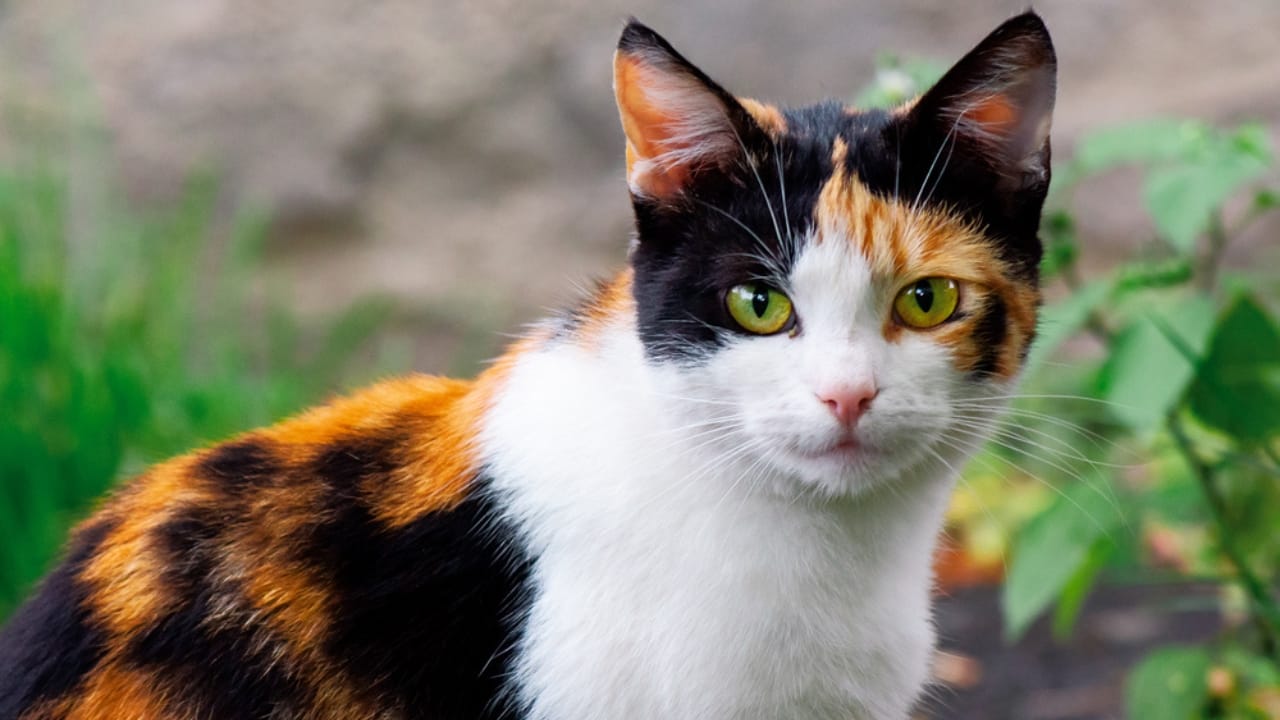Male Calico Cats are Extremely Rare: 13 Facts Few People Know - half smiling calico cat dp387526644
