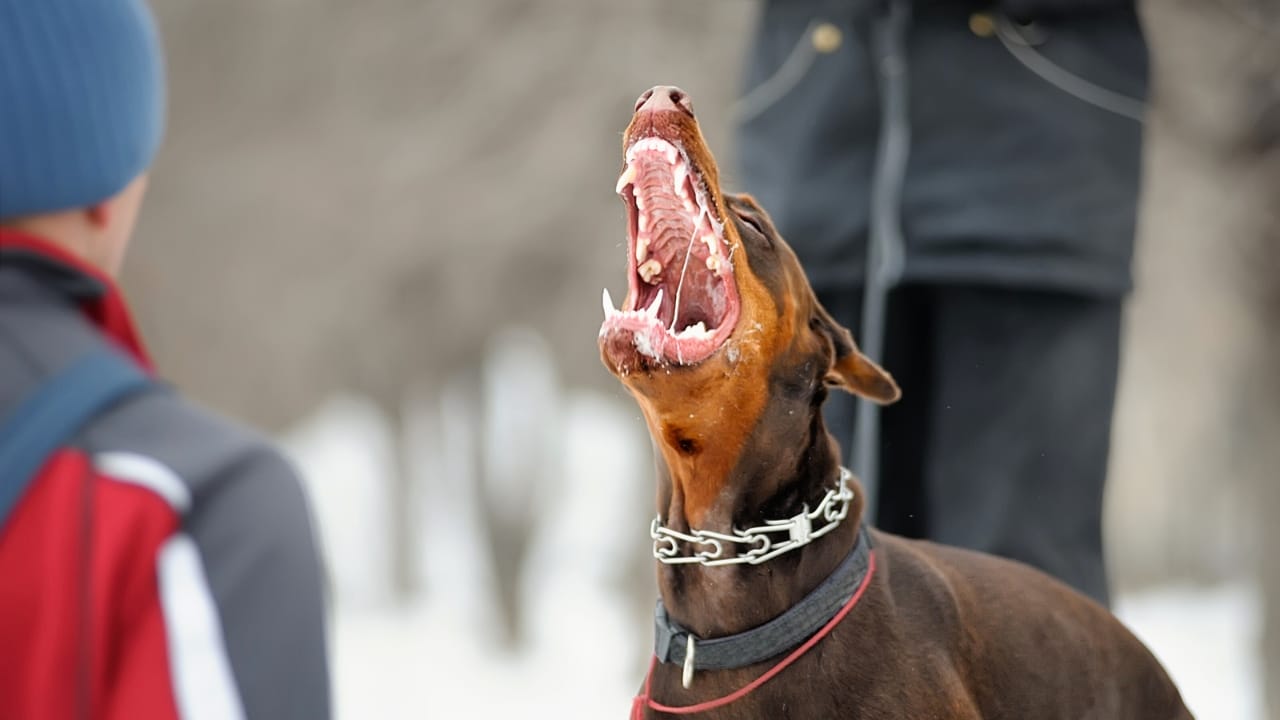 These 15 Intimidating Dog Breeds are Not to Be Messed With - intimidating dog ss537743734