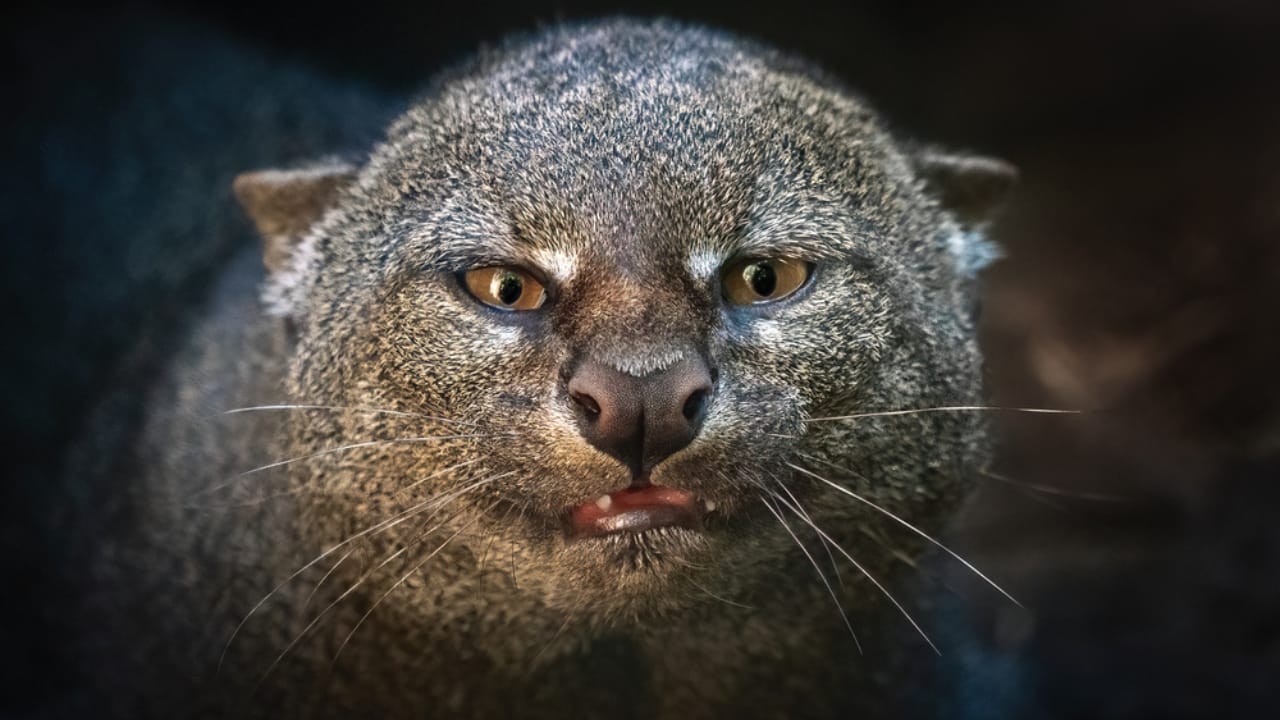 10 Facts About the Jaguarundi, the Wildcat Flying Under the Radar - jaguarundi dp693050190