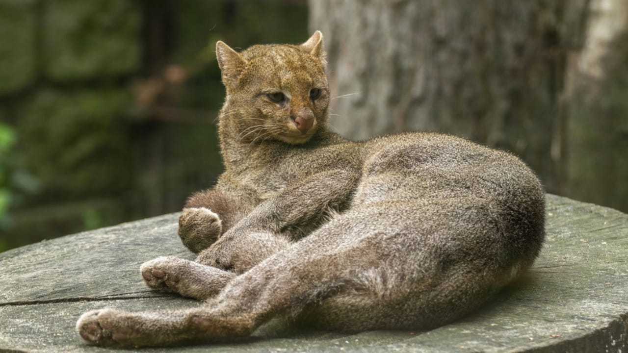 10 Facts About the Jaguarundi, the Wildcat Flying Under the Radar - jaguarundi dp78647796