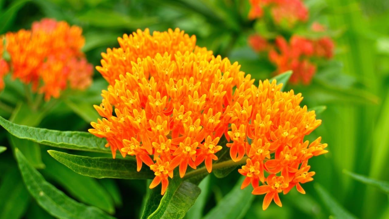 5 Milkweed Growing Problems That Could Be Deterring Butterflies - milkweed dp2193185