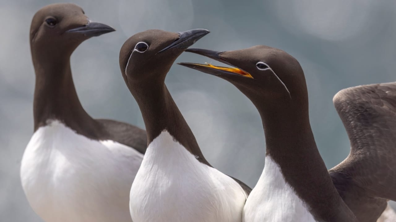 18 Birds Known for Their Black Heads - murres bird ss2388869477