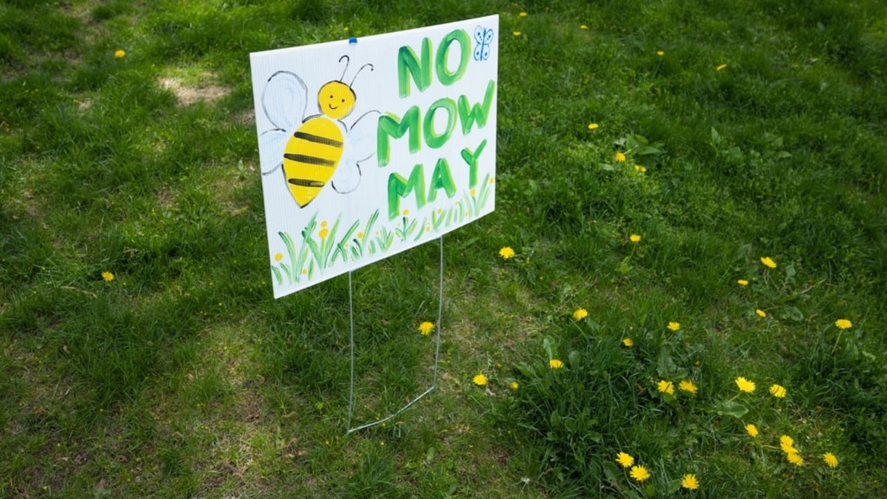 Wisconsin City Introduced 'No-Mow May,' Now Rethinks Approach Due to Issues - no mow may sign ss2310283405