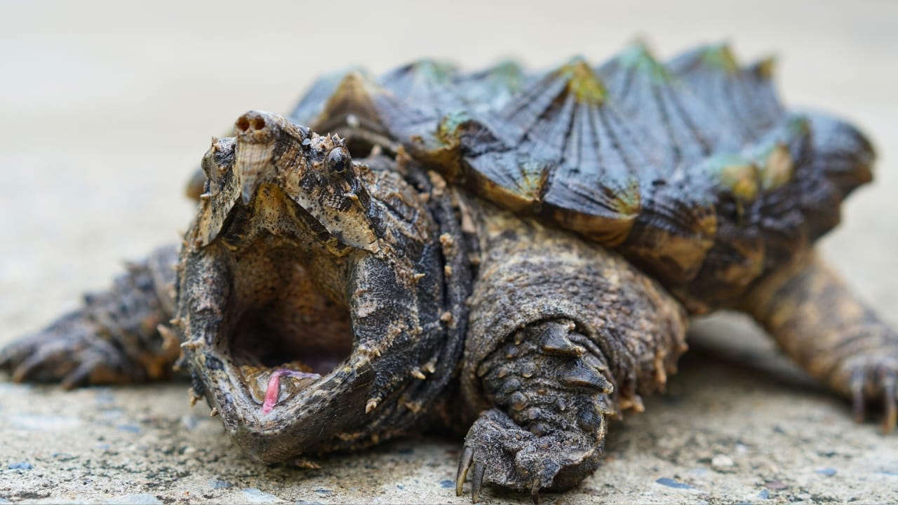 10 of the World's Most Dangerous Turtles - on the street ss1122435878