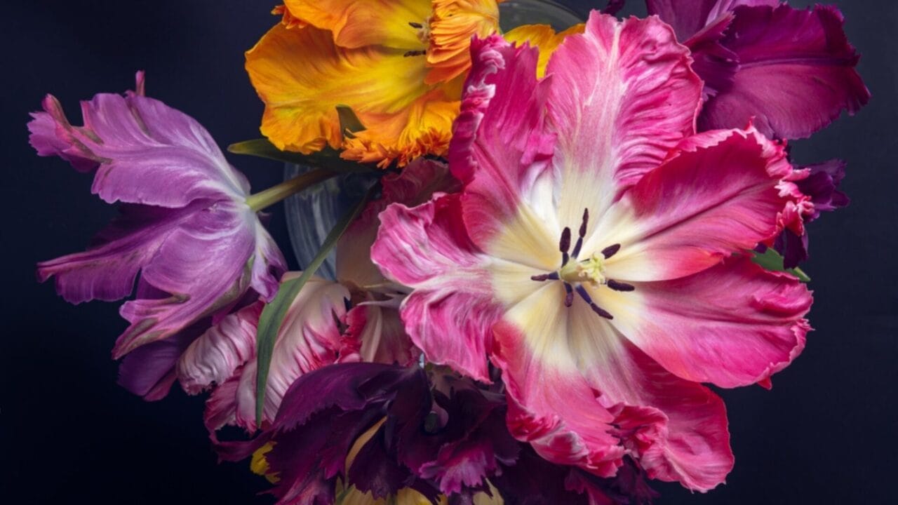 Want Show-Stopping Parrot Tulips? Here’s How to Grow & Maintain Them - parrot tulip bloom ss2106210152