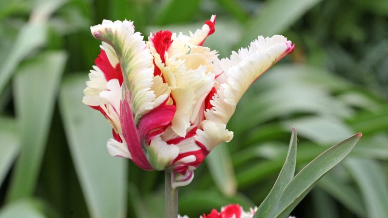 Want Show-Stopping Parrot Tulips? Here’s How to Grow & Maintain Them - parrot tulip variety ss2446108415