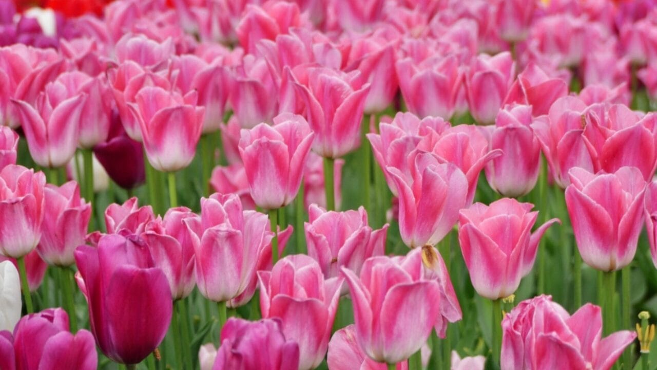 Want Show-Stopping Parrot Tulips? Here’s How to Grow & Maintain Them - parrot tulips ss2454080619