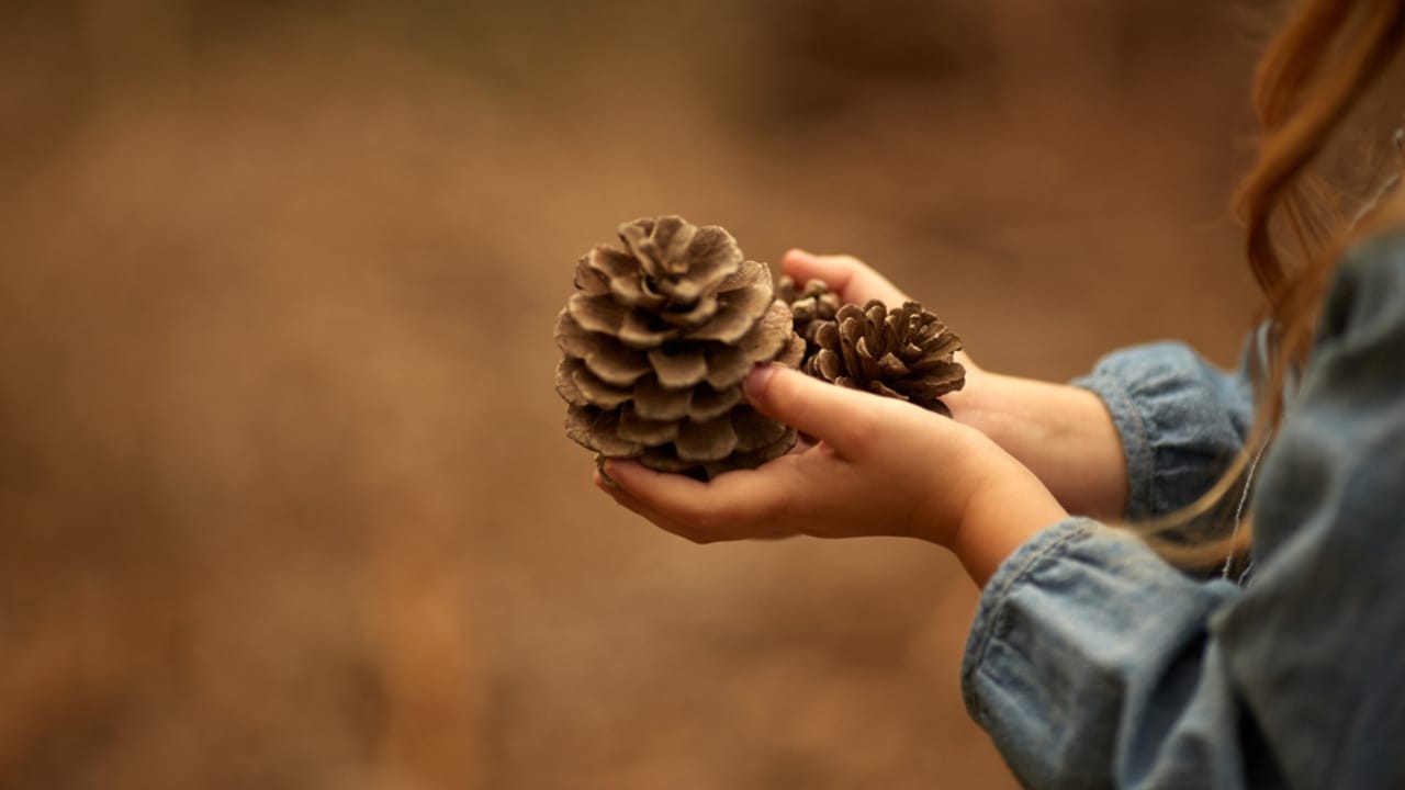 8 Reasons Gardening Pros Add Pinecones to Their Planters - pine cone ss762447376