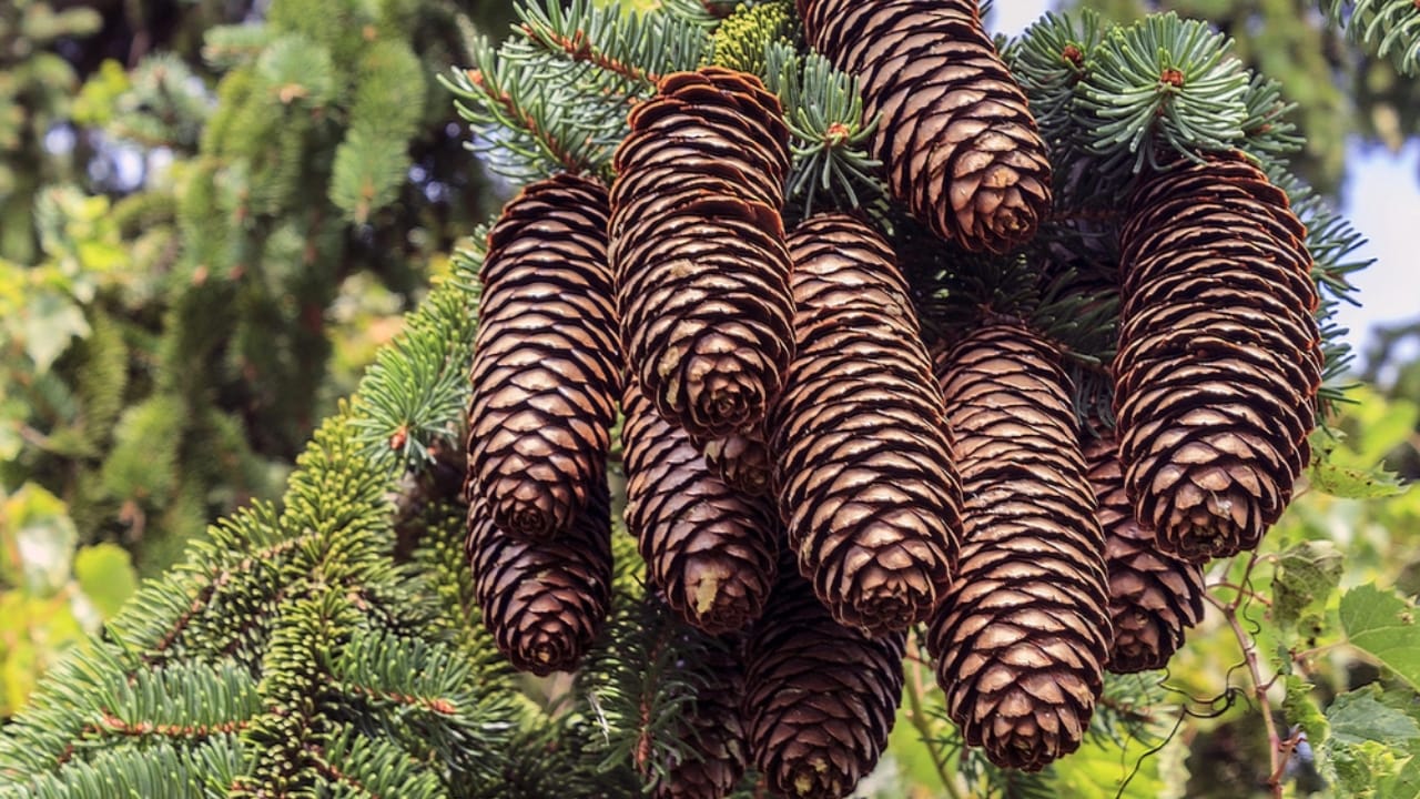 8 Reasons Gardening Pros Add Pinecones to Their Planters - pine cones dp38037537