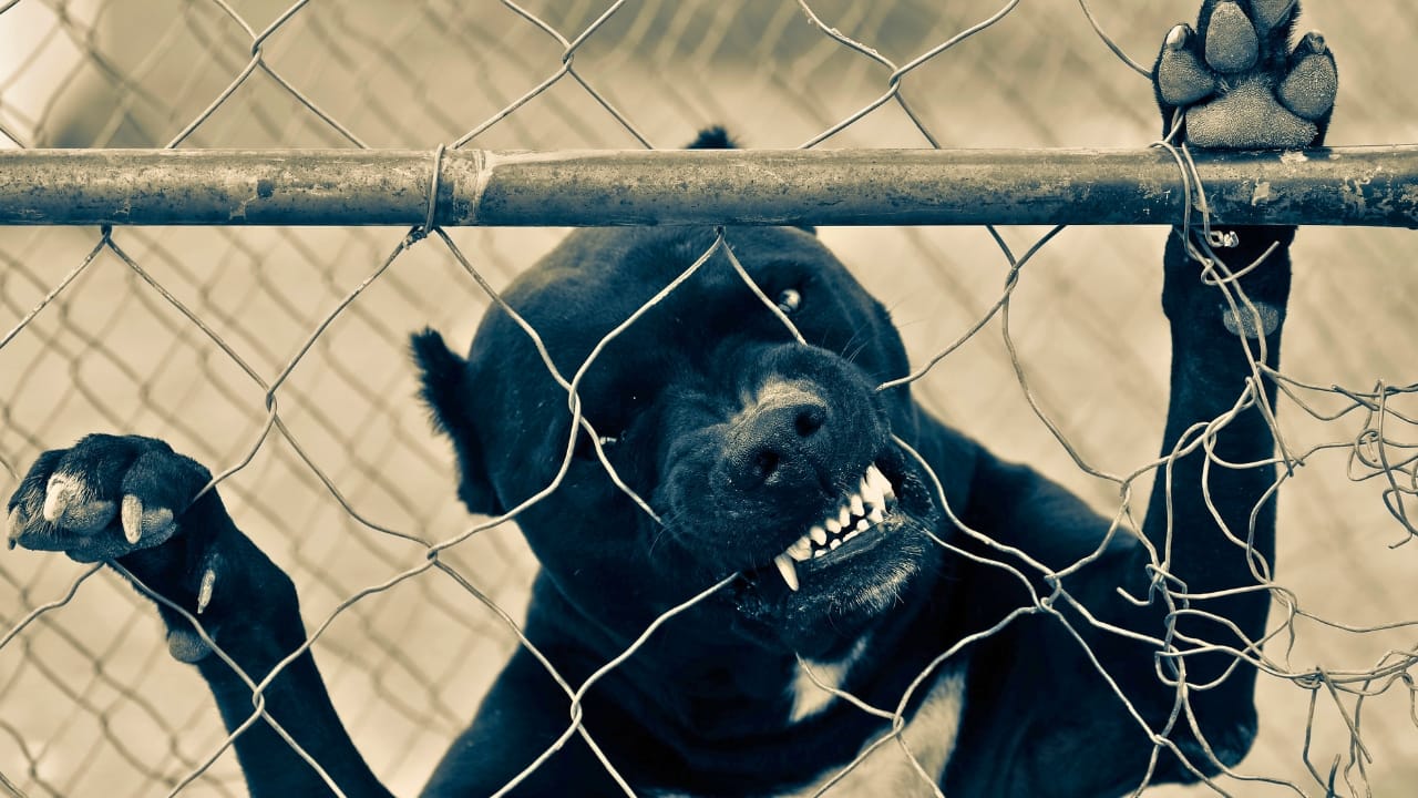 15 Dog Breeds So Intimidating They’ll Make Anyone Think Twice - pitbull dog ss1366997069