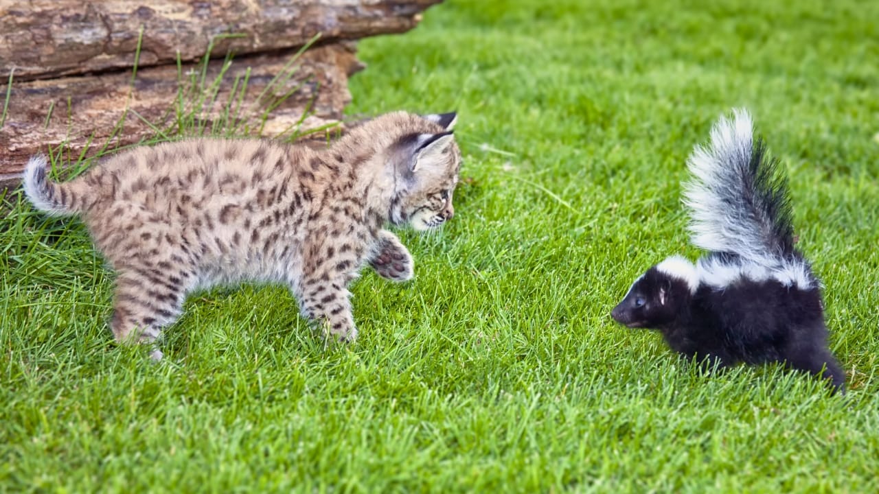 5 Smart Ways to Get Rid of Skunks Without the Risk of Getting Sprayed - skunk cat ss144971824