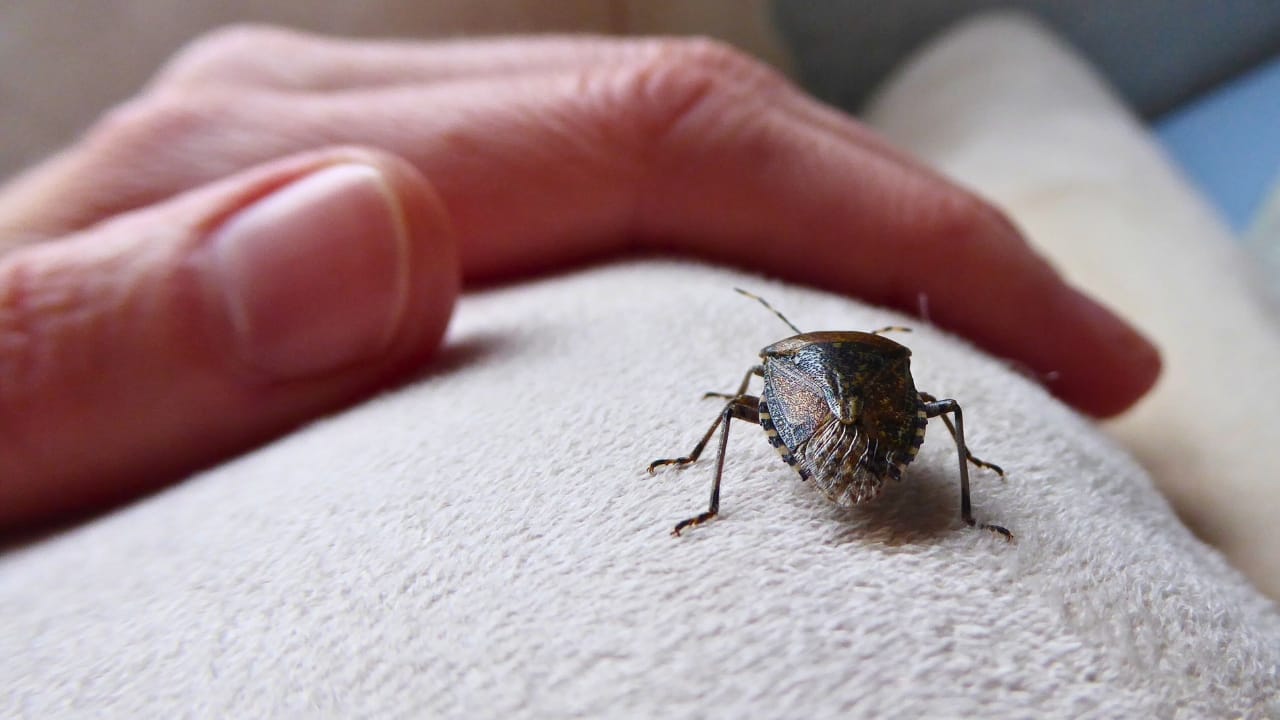 Don’t Just Repel Stink Bugs—Here’s Why You Need to Eliminate Them - stink bug ss1920489050