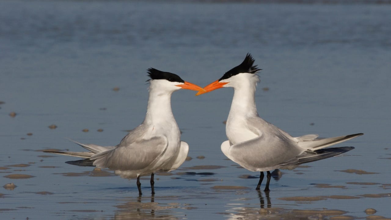 18 Birds Known for Their Black Heads - terns bird dp238862564