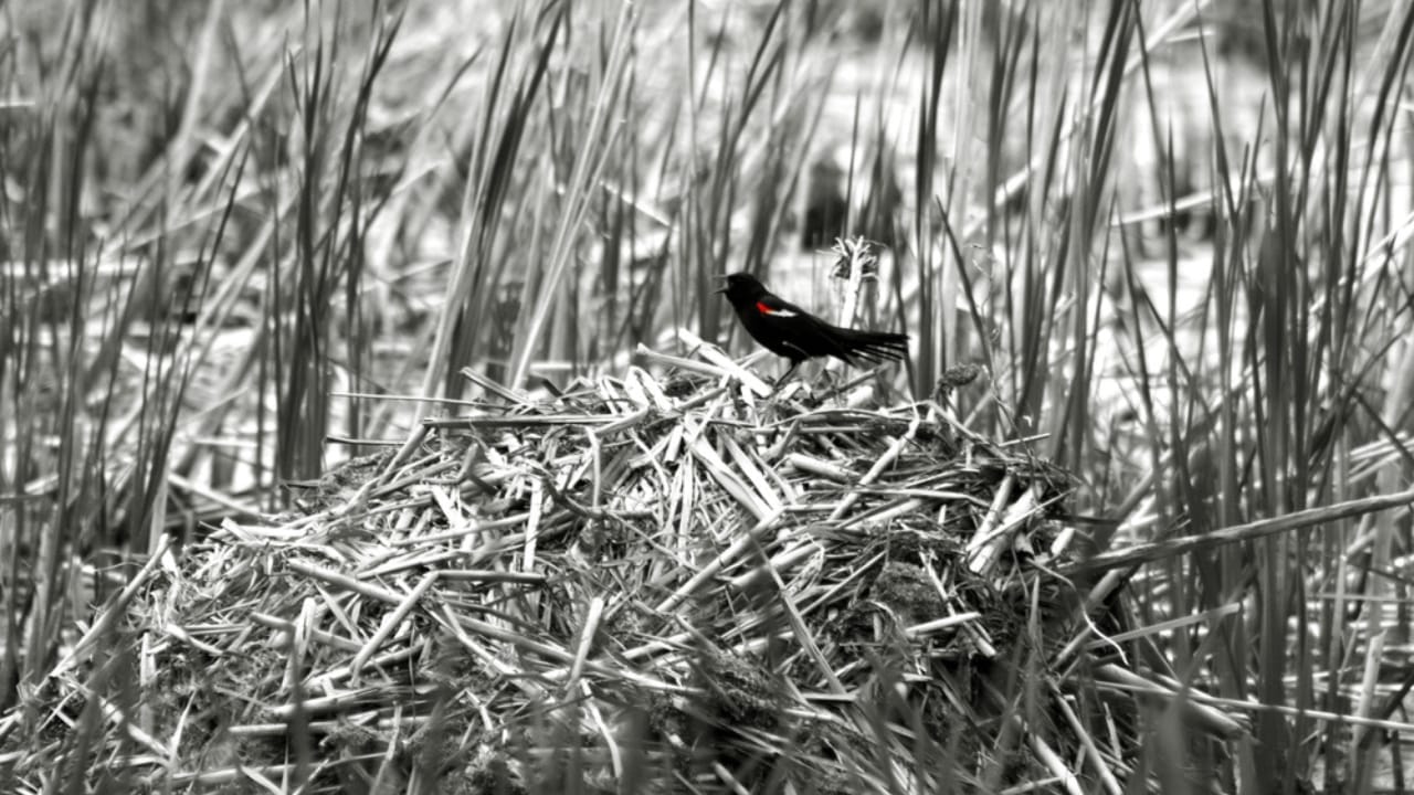 Scientists Celebrate Bird Species' Recovery from Brink of Extinction - tricolored blackbird in wetland ss1189224325