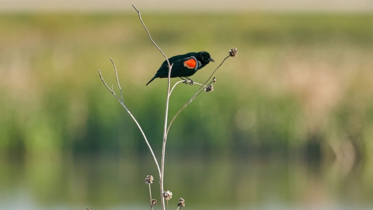 Scientists Celebrate Bird Species' Recovery from Brink of Extinction - tricolored blackbird ss2158328595