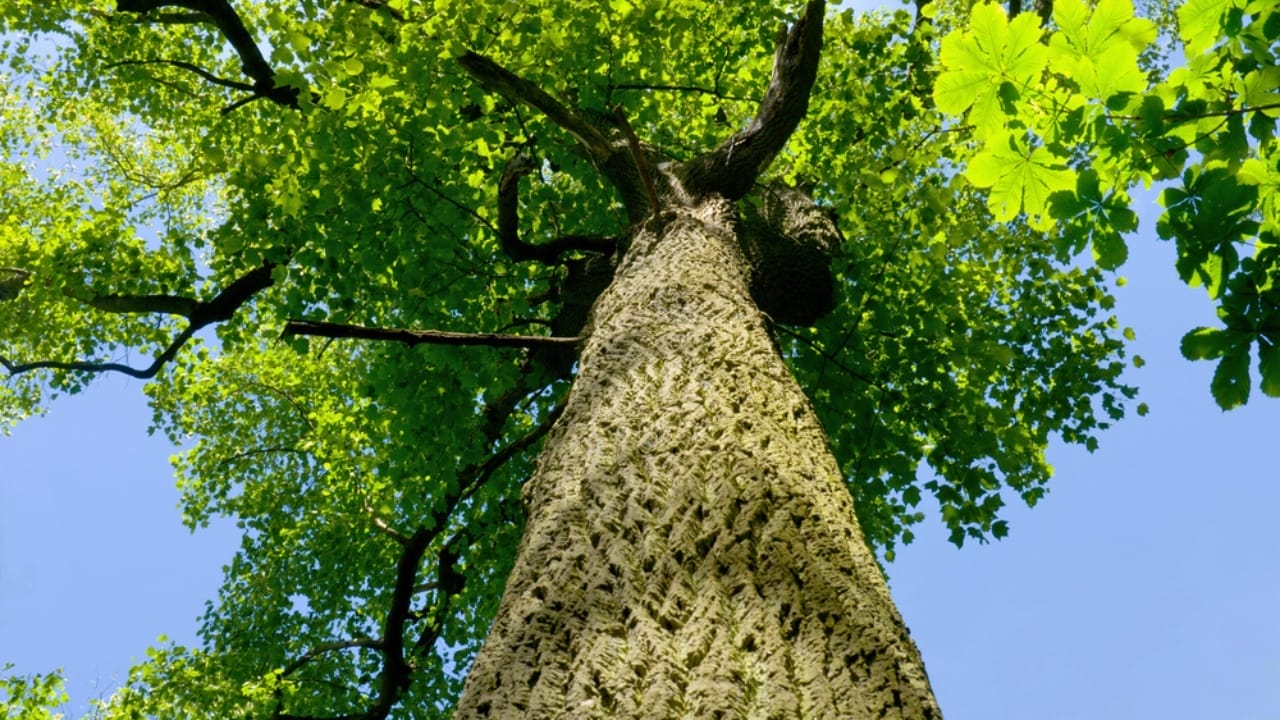 Newly Discovered Wood Type Could Revolutionize Carbon Storage - tulip tree trunk dp4304772