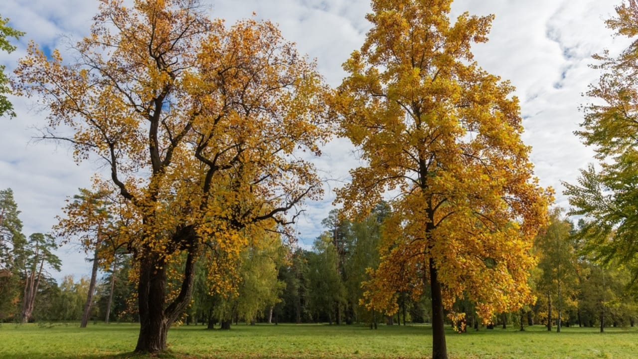 Newly Discovered Wood Type Could Revolutionize Carbon Storage - tulip tress autumn leaves ss2227891737