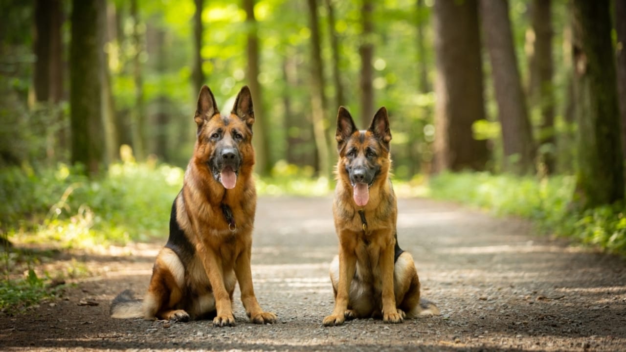 The Distinct Traits of Male & Female German Shepherds: Here’s What You Need to Know - two german shepherd ss2500317833
