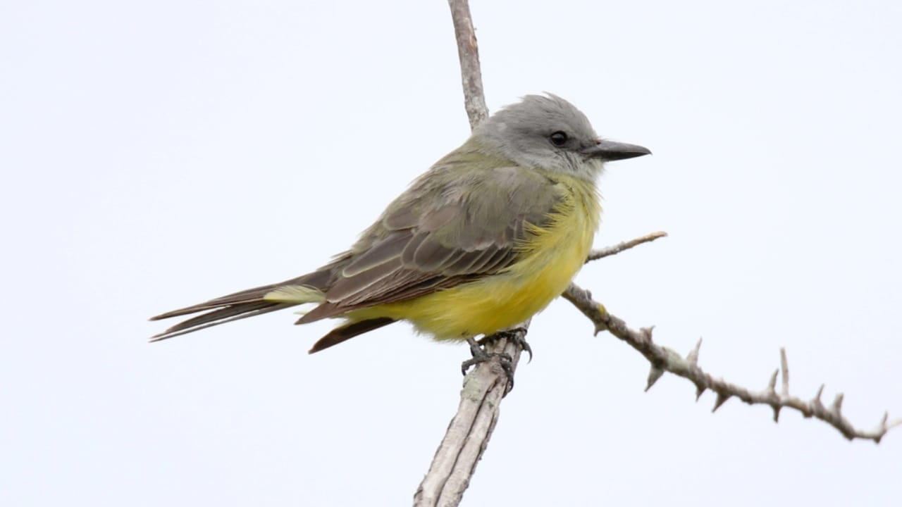 18 Birds Known for Their Black Heads - tyrant flycatcher bird dp153946356