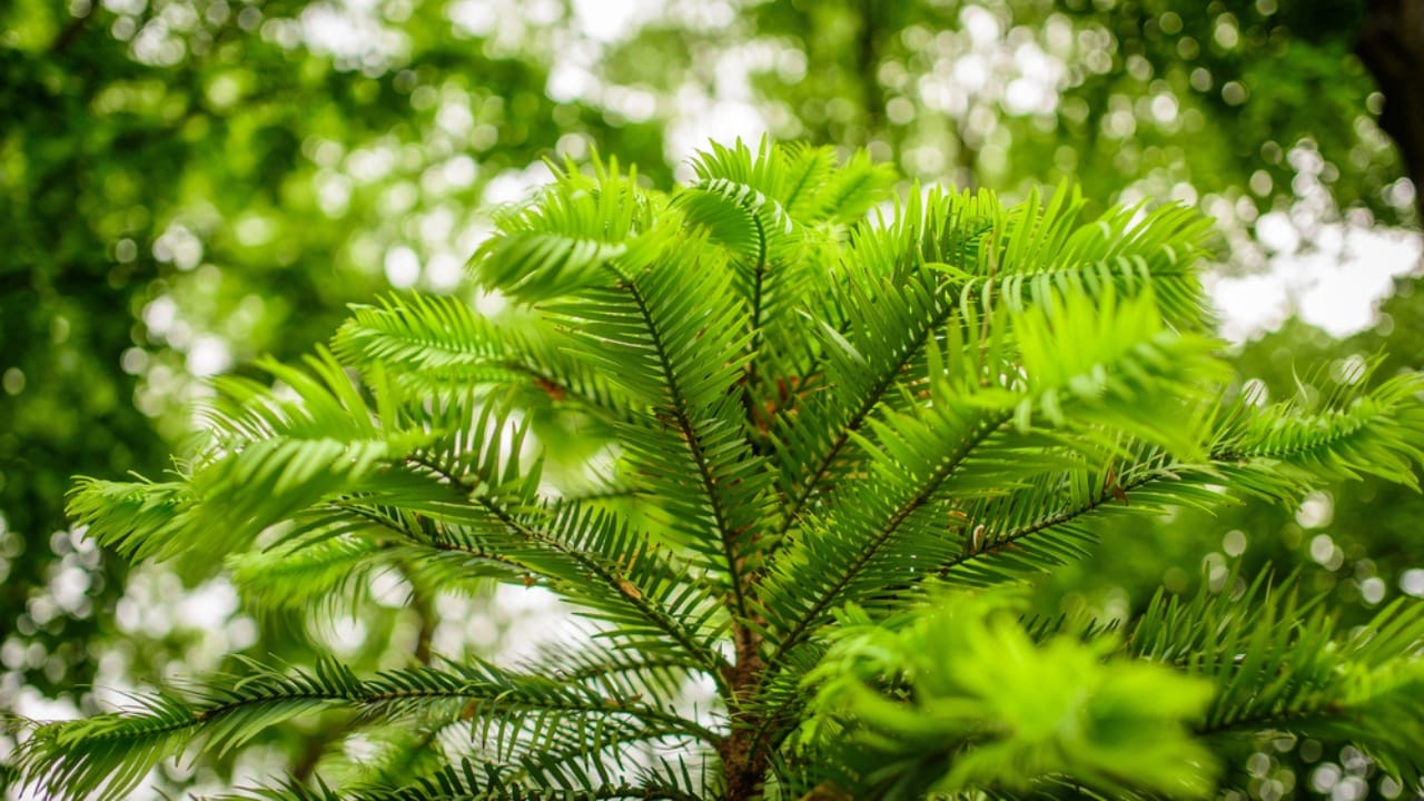 3 Extraordinary Trees: A Fossil Come to Life, a Deadly Canopy & Royal-Worthy Seeds - wollemi pine ss632029391