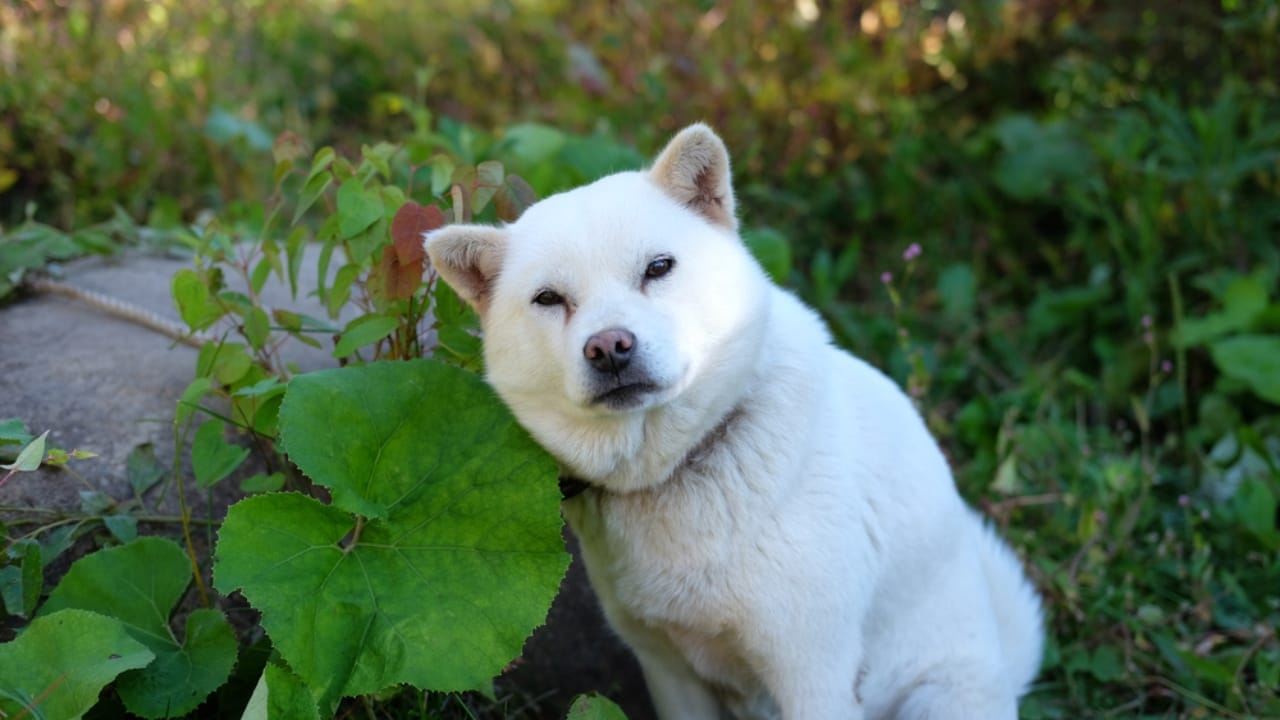 10 Heartwarming Dog Breeds from Japan You Didn’t Know You Needed in Your Life - Ainu Dog ss1718684425