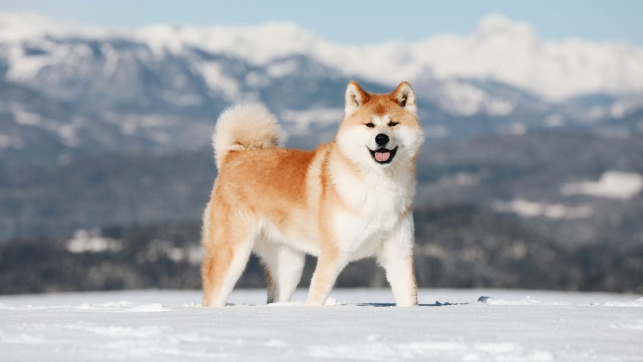 10 Heartwarming Dog Breeds from Japan You Didn’t Know You Needed in Your Life - Akita Inu dog ss2143890005