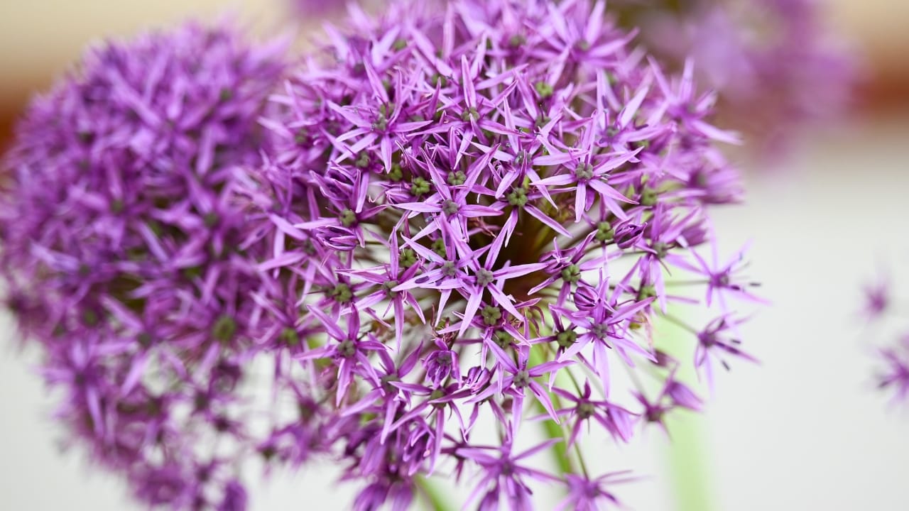 8 Winter Bulbs to Plant Now for a Blooming Spring Garden - Allium Giant Christophii Star of Persia or Persian onion ss2463984011