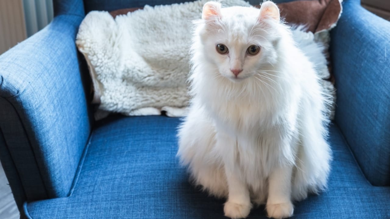 Curled Ears, Straight-Up Charm, The American Curl Might Be Your Purrfect Match - American Curl White cat ss2477188285
