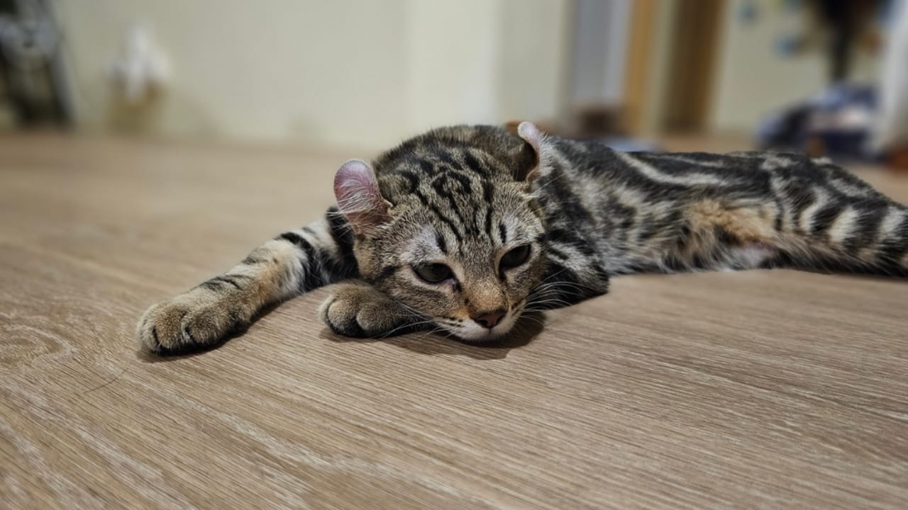Curled Ears, Straight-Up Charm, The American Curl Might Be Your Purrfect Match - American Curl Cat Chilling ss2457774547