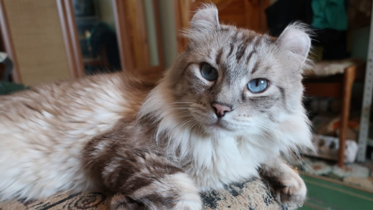 Curled Ears, Straight-Up Charm, The American Curl Might Be Your Purrfect Match - American Curl cat ss2288211585 1
