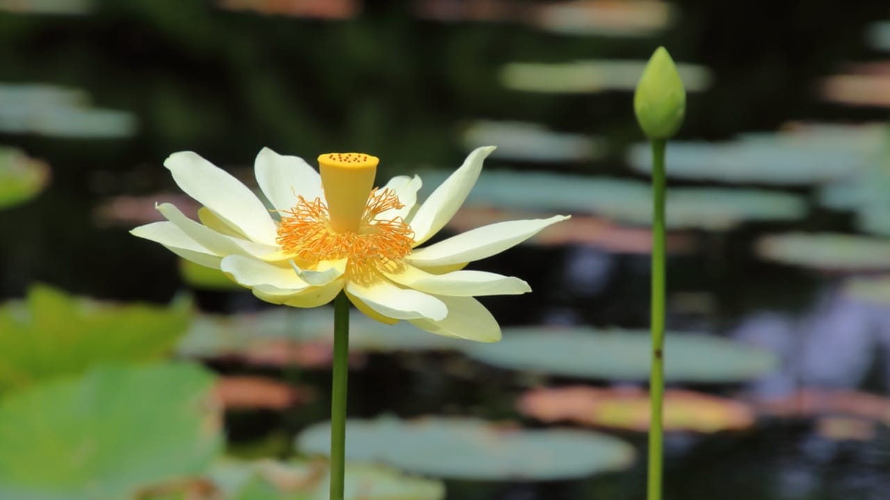 How to Cultivate the Elegant Lotus Flower & Find the Best Seeds - American Lotus Flower ss1983071300