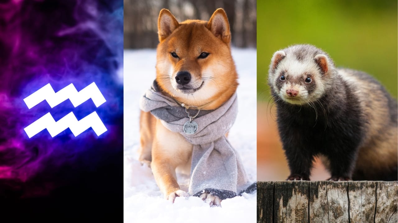 The Best Pets for Each Zodiac Sign: Your Perfect Companion - Aquarius dp322899434 Shiba Inu dp446679046 Ferret dp38052217