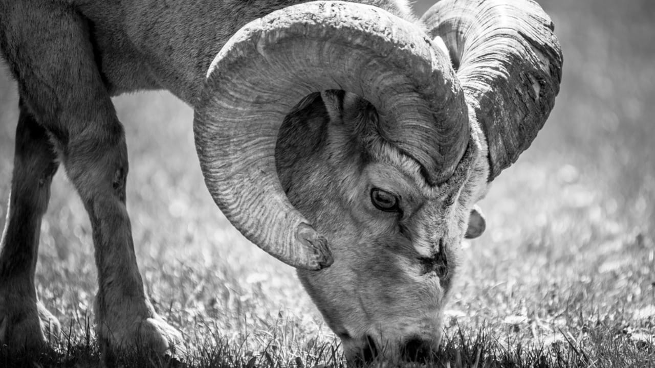 16 Things That Make Bighorn Sheep Way More Impressive Than You Think - Bighorn Sheep eating dp93450530