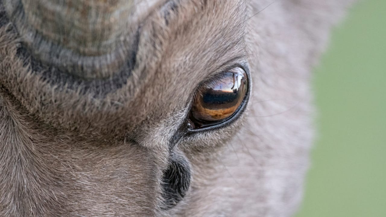16 Things That Make Bighorn Sheep Way More Impressive Than You Think - Bighorn Sheep eye ss1948716931