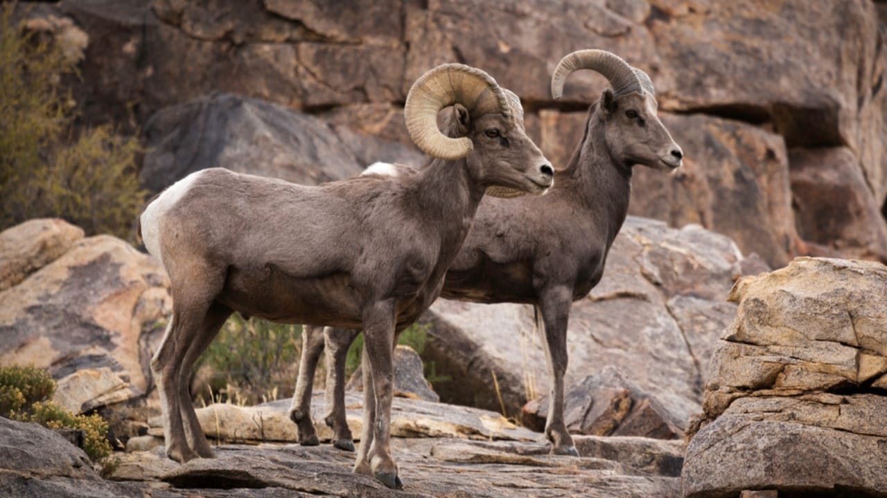 16 Things That Make Bighorn Sheep Way More Impressive Than You Think - Bighorn Sheep male and female ss1098736601