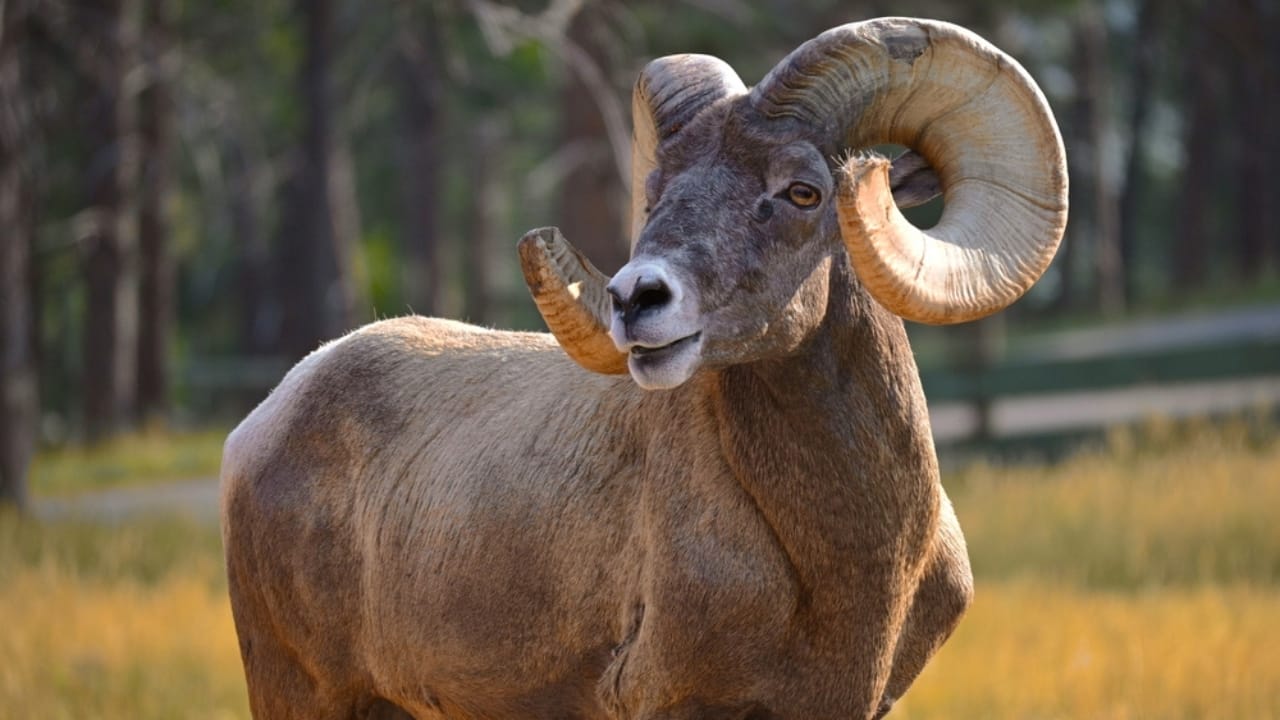 16 Things That Make Bighorn Sheep Way More Impressive Than You Think - Bighorn Sheep ss2116833383