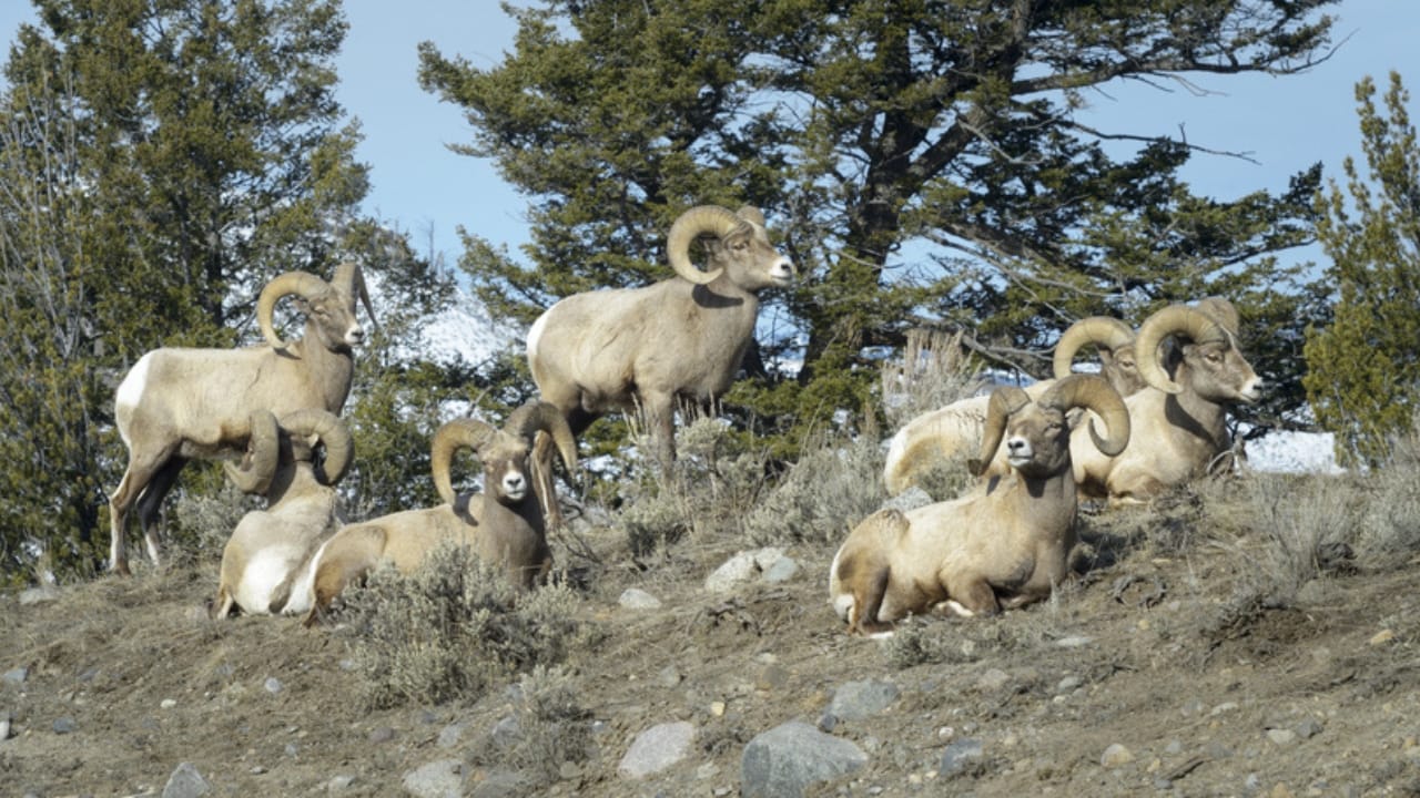 16 Things That Make Bighorn Sheep Way More Impressive Than You Think - Bighorn Sheeps dp210331424