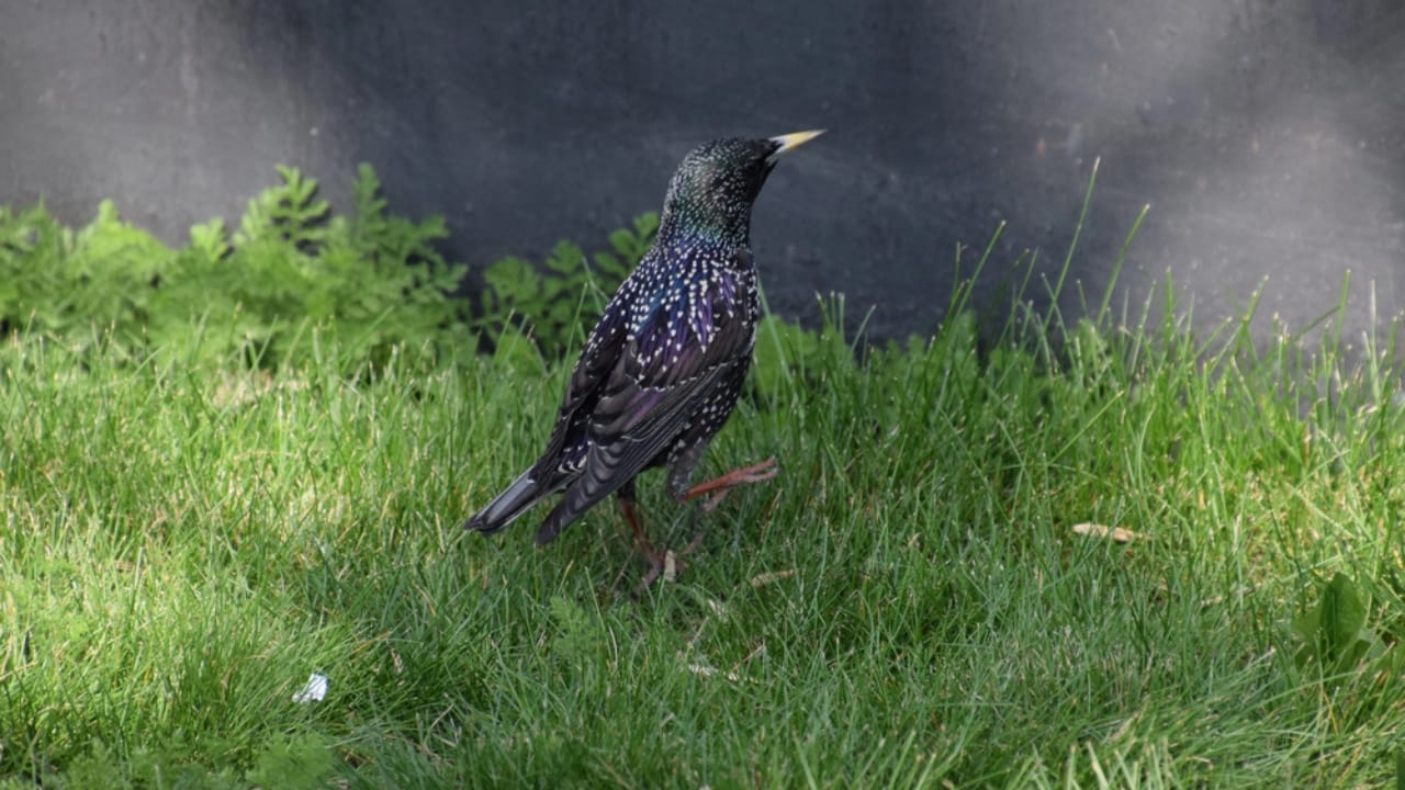 15 Black Bird Species That Prove Beauty Isn’t Limited to Color - Black collared Starling dp121593638