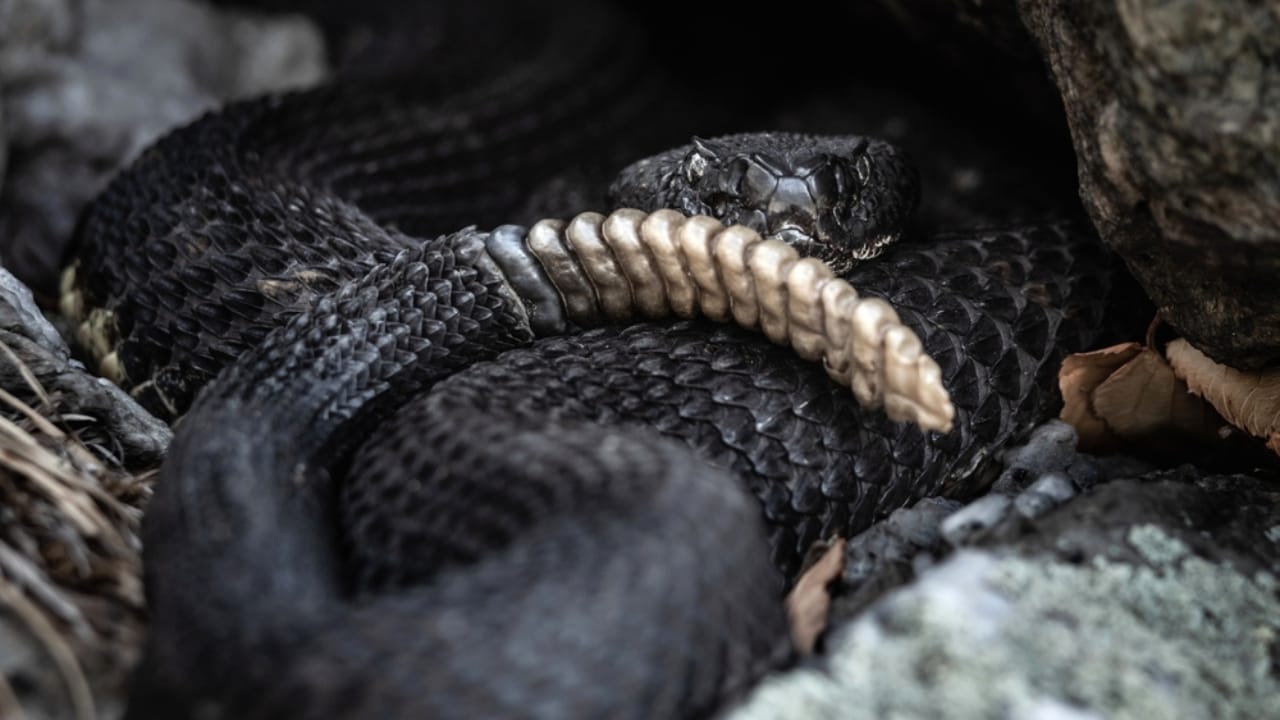 10 Rarely Discussed Facts About Timber Rattlesnakes That are Hard to Forget - Black Timber rattlesnake ss2278730101