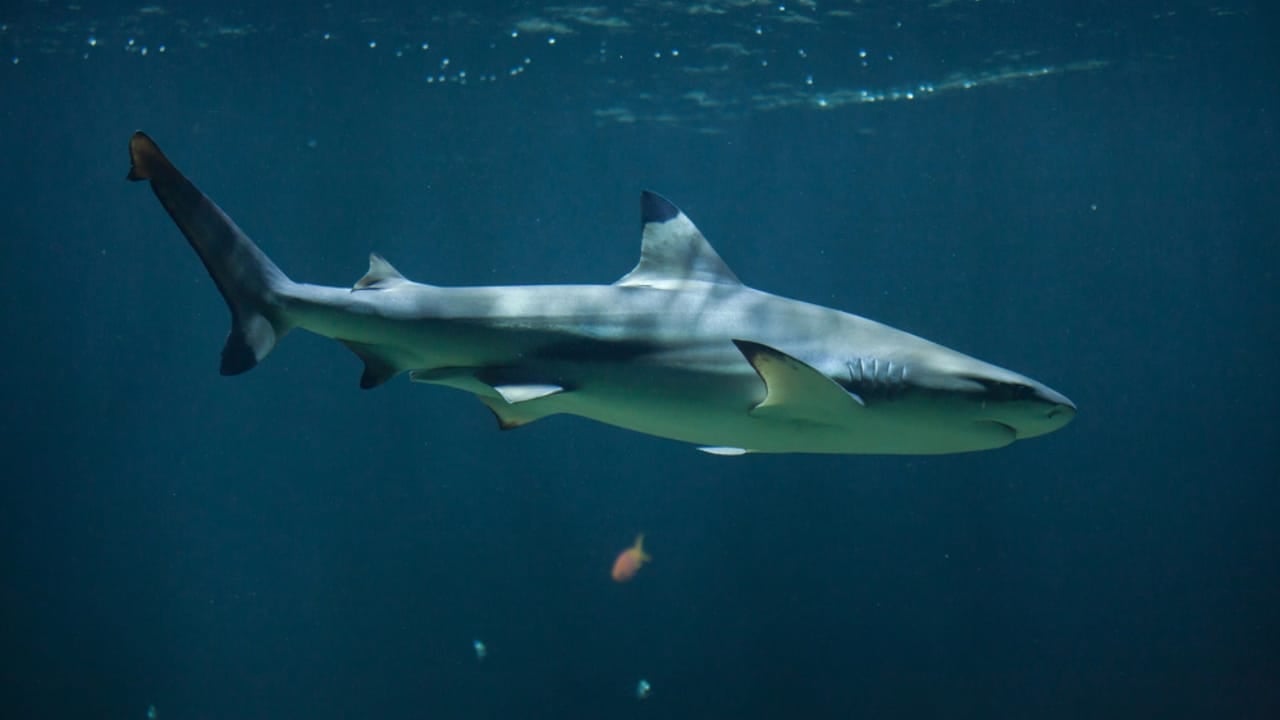 The 10 Most Dangerous Sharks Lurking in Our Oceans - Blacktip Shark dp136091254