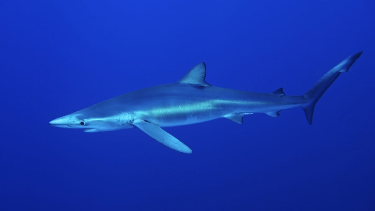 The 10 Most Dangerous Sharks Lurking in Our Oceans - Blue Shark dp132342608