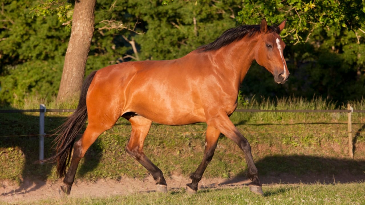 50+ Horse Terms & Slang Every Equestrian Should Know - Broodmare horse dp89637074